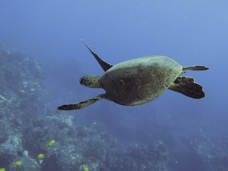 28 Green Sea Turtle IMG_2304.jpg